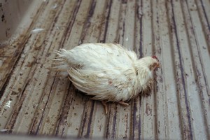 Huhn - Durchfall und andere Erkrankungen