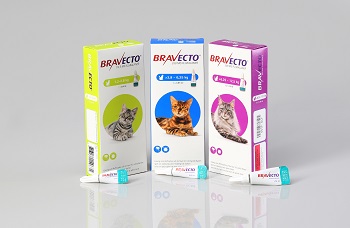 Bravecto® Lösung zum auf die Haut für Katzen - MSD Tiergesundheit Deutschland